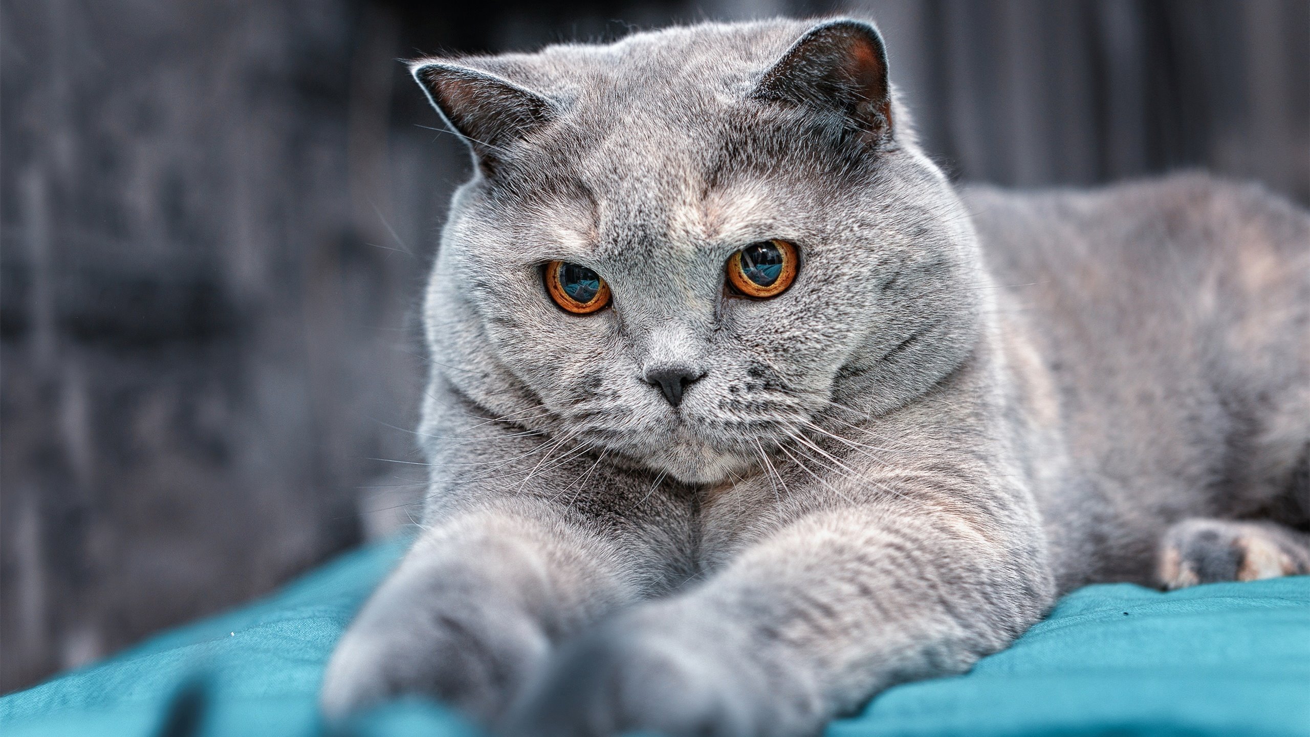 九游登录入口-“天府新区沙滩手球赛:运动员挑战极限速度”