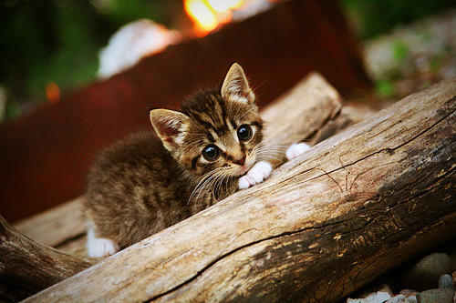 jiuyou.com-中国羽毛球队发布奥运参赛阵容重视双打组合，中国羽毛球混双奥运会