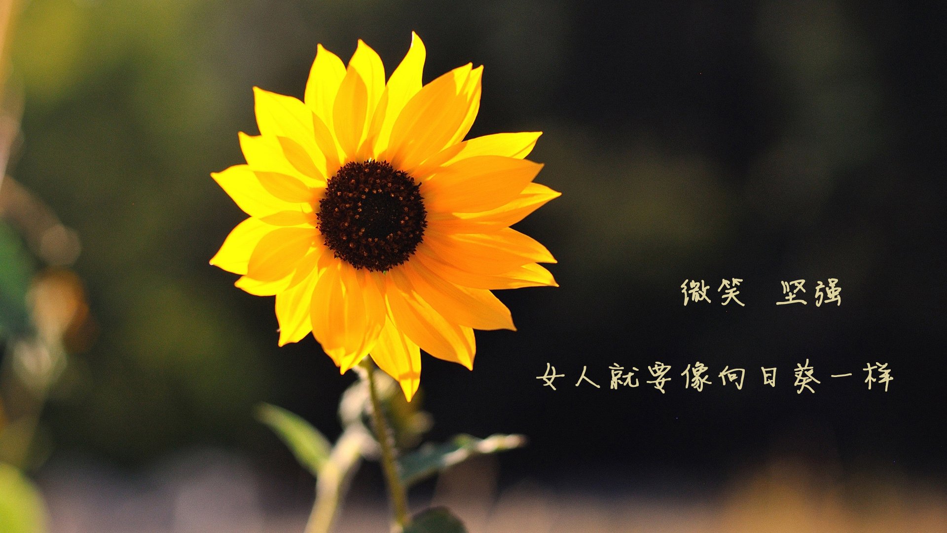 九游体育app-亚洲杯中国足球逆袭 球迷感叹球队进步明显，中国足球队亚洲杯亚军阵容