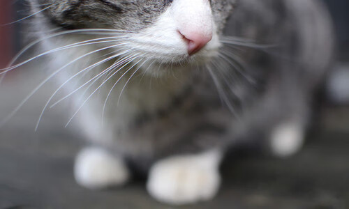 九游娱乐官方网站-伯恩茅斯边路传中制造连续威胁,伯恩茅斯是哪个城市