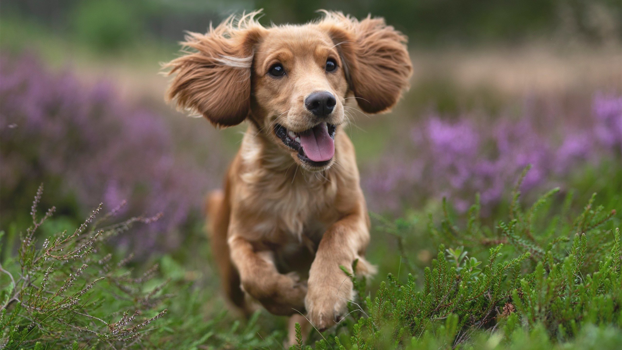 九游娱乐官方网站-埃弗顿前场拼抢频繁打乱对方部署,埃弗顿中场