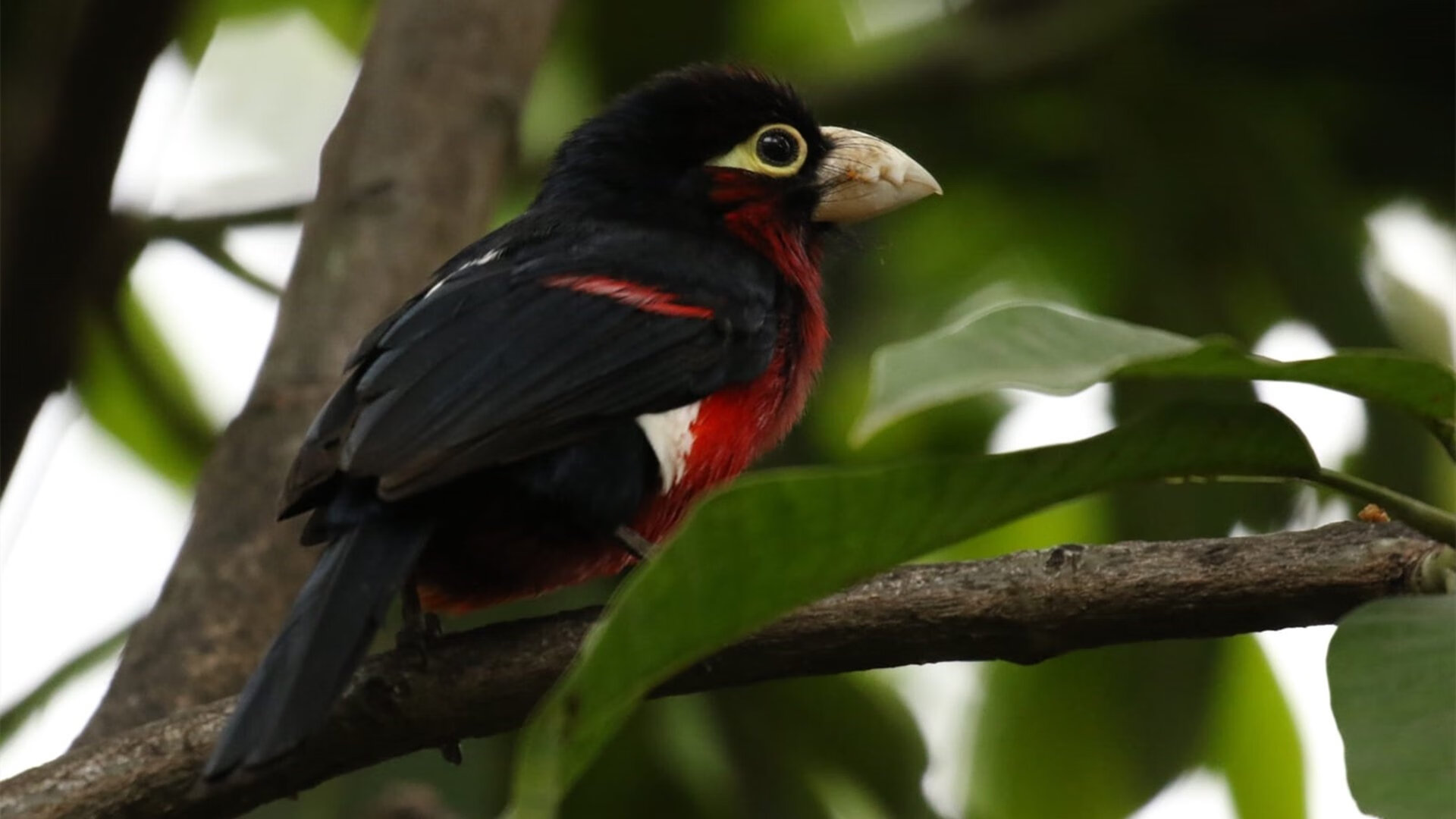九游娱乐官方网站-埃弗顿前场拼抢频繁打乱对方部署,埃弗顿中场